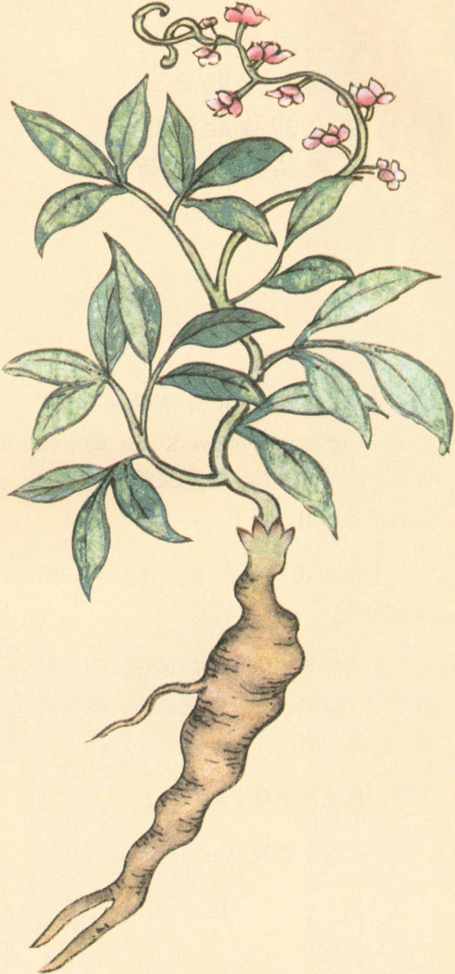 葛根